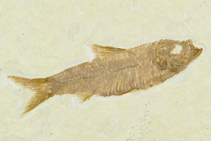 Fossil Fish (Knightia) - Green River Formation #130318